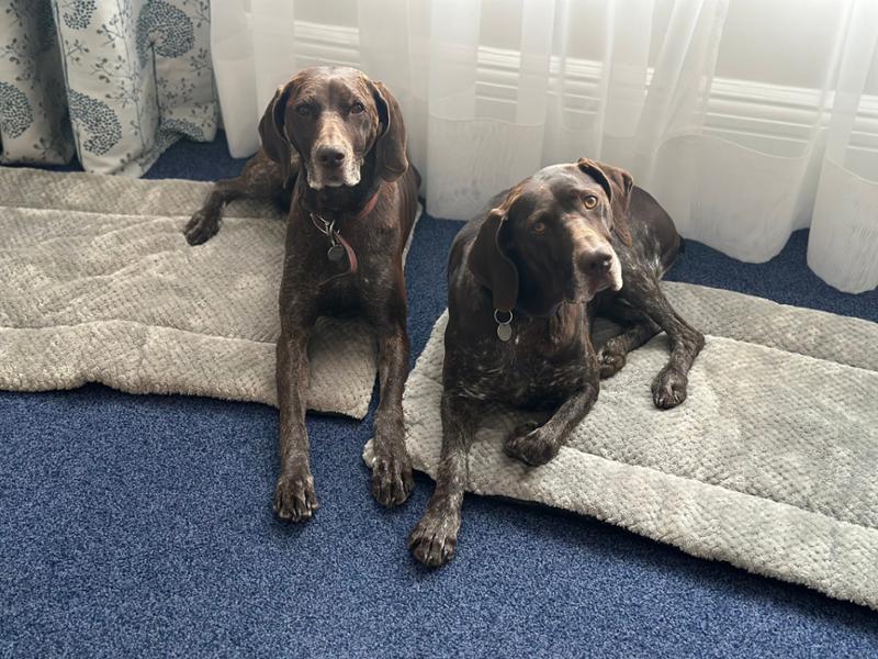 Great Dog Food, Fab Service
