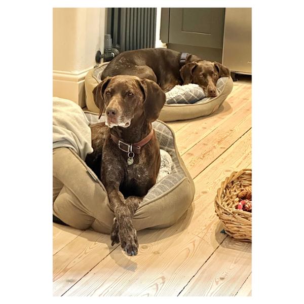 Great Dog Food, Fab Service