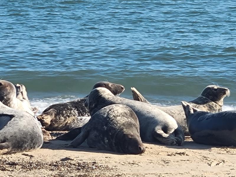 A sealy good time