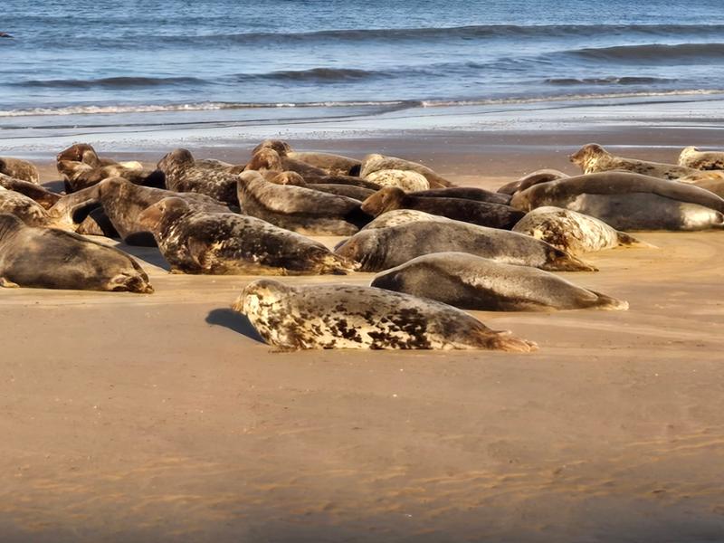 Seals!