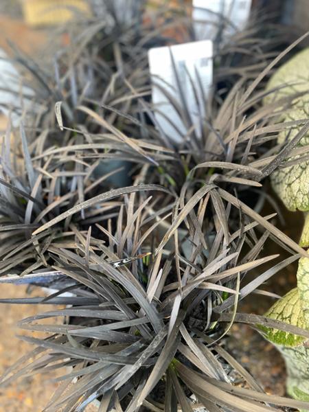 Beautiful healthy plants