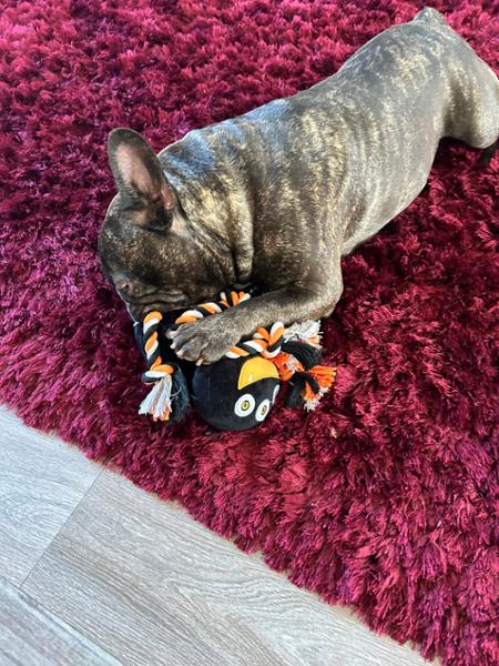 Happy Pet Halloween Spider Rope Toy