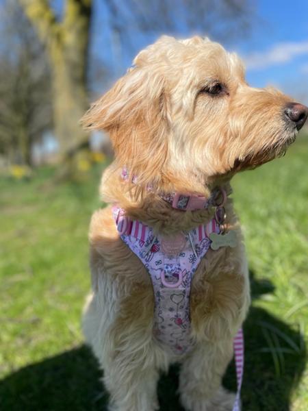 Pooch and Mutt service review