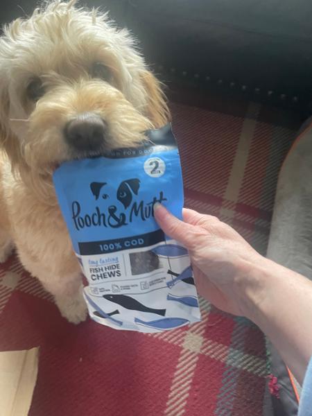 Pooch and Mutt service review