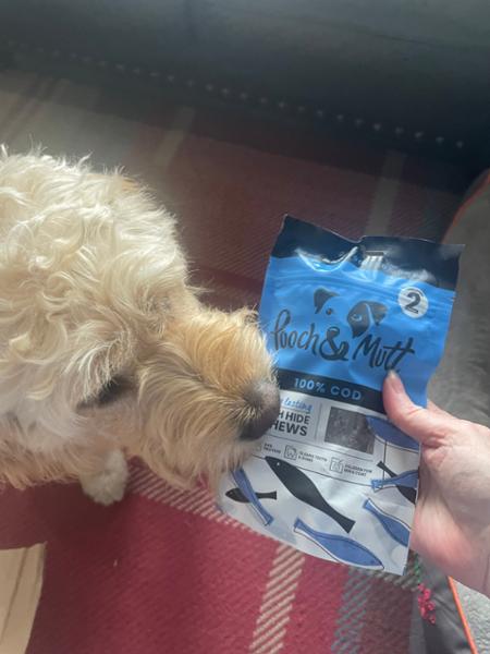 Pooch and Mutt service review