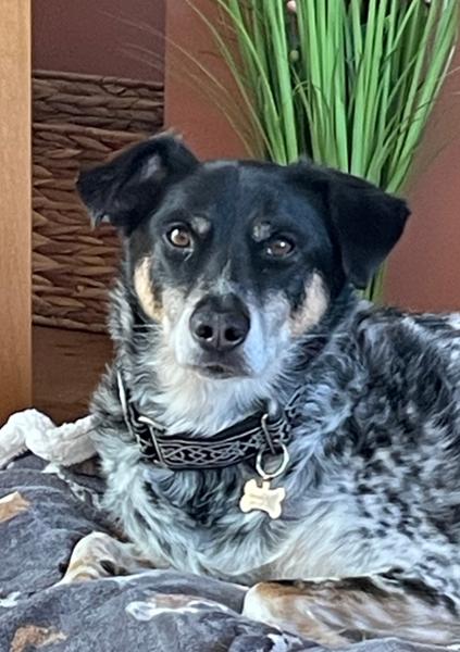 Vet Renal (Kidney Disease) Wet Dog Food
