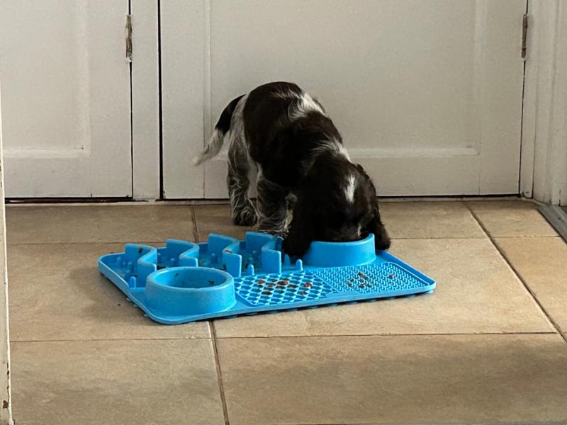 Puppy Chicken - a great start for puppy