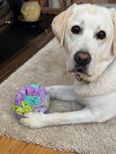 Dog Snuffle Ball | Fun Puzzle Toy For Dogs | Machine Washable | Pooch & Mutt | Made From 75% Recycled Materials
