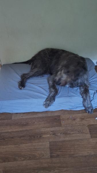 George Barclay Country Dog Mattress Purchase
