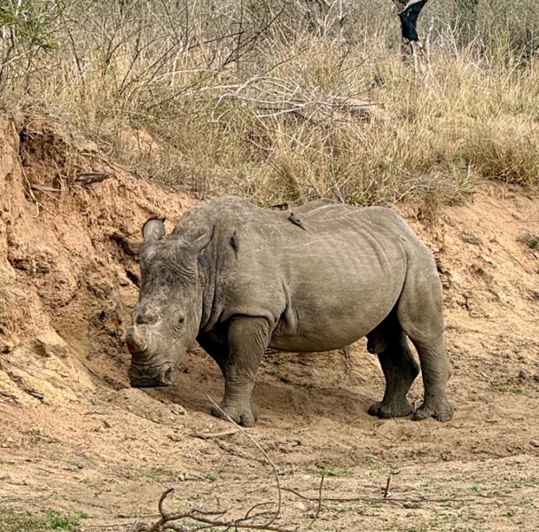 Superior South Africa Experience