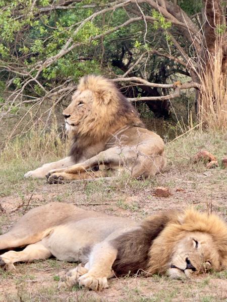Superior South Africa Experience