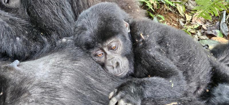 Trekking with Gorillas was the Perfect Trip!