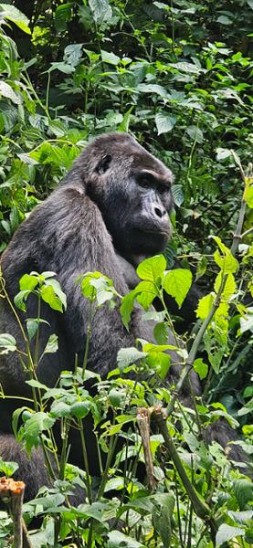 Trekking with Gorillas was the Perfect Trip!