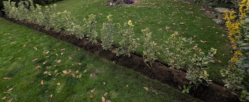 Lovely Euonymus hedging