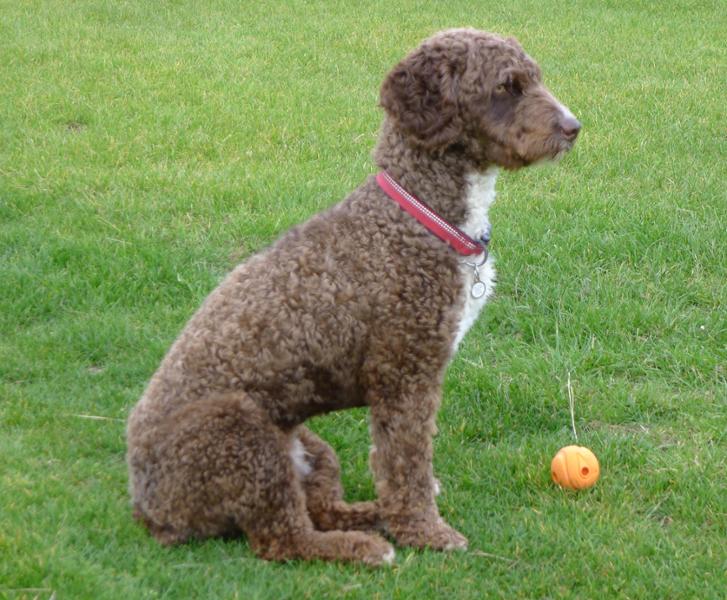Drontal Dog Tasty Bone Worming Tablets - Priced Per Tablet