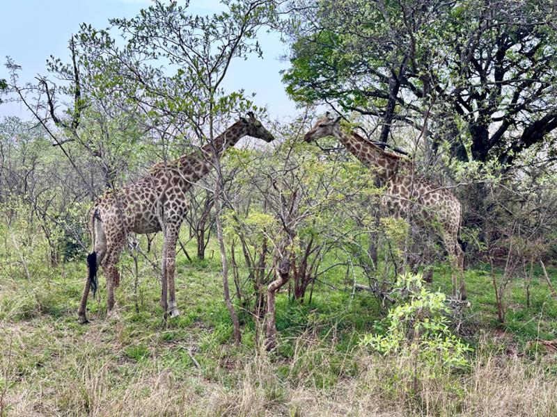 5167-2 for 1 South Africa