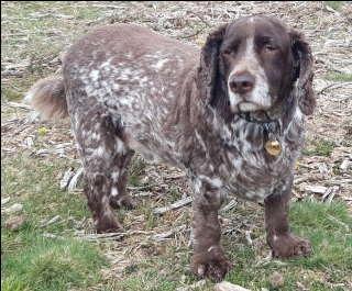 Metacam Oral Suspension for Dogs