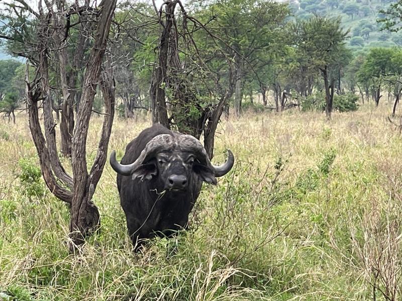 Ngorongoro, Serengeti and Zanzibar