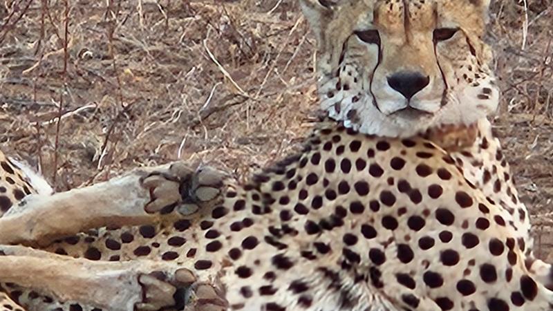 Bucket list South Africa and Victoria Falls tour met every expectation.