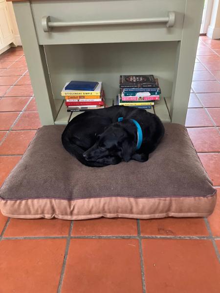 Great dog beds, highly recommend