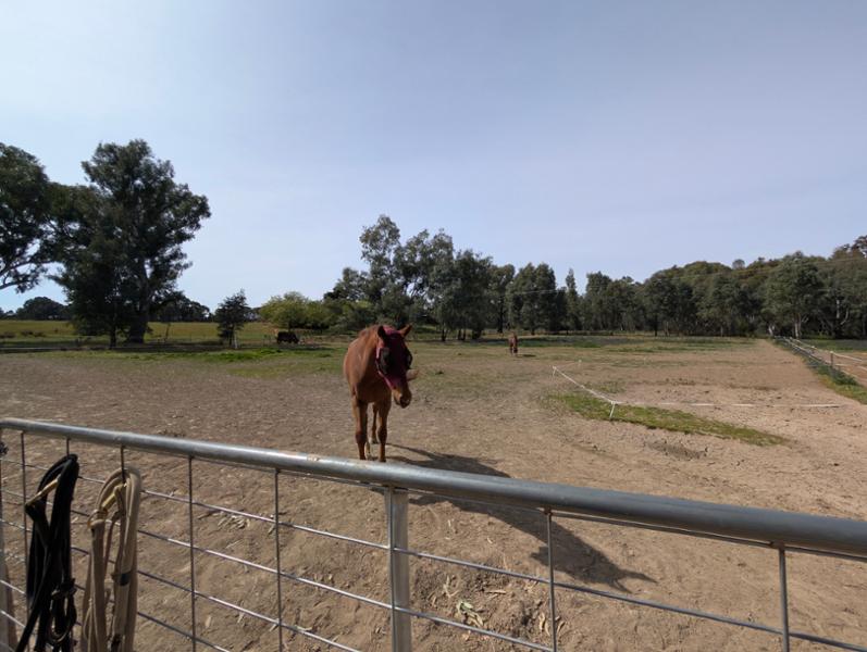 Buckeye fly mask