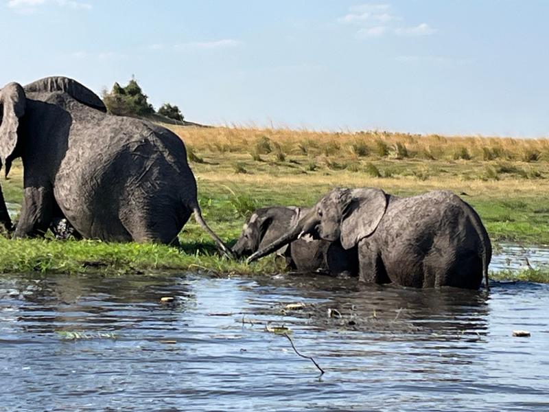 Zambezi Queen