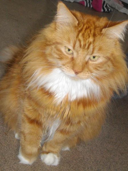 Advantage Spot On Flea Treatment