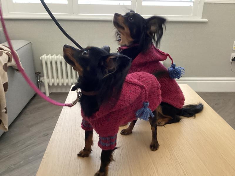 A quality biscuit for tiny dogs.
