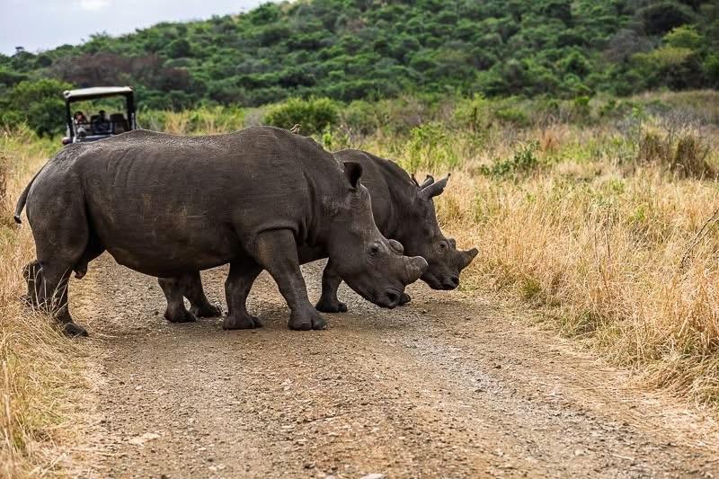 Trip of a lifetime to South Africa and Victoria Falls