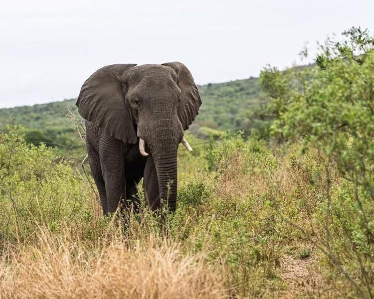 Trip of a lifetime to South Africa and Victoria Falls