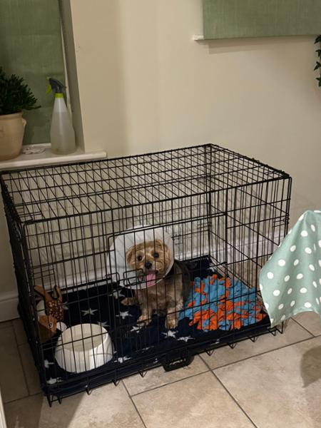 Great & Small Wire Pet Den Dog Crate