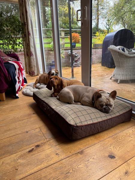 Well made comfortable dog bed