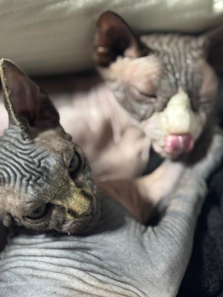 Weaning food for kittens