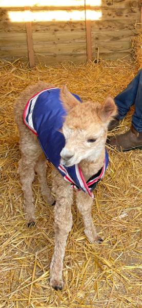 Boviwear Quilted Lamb Coat
