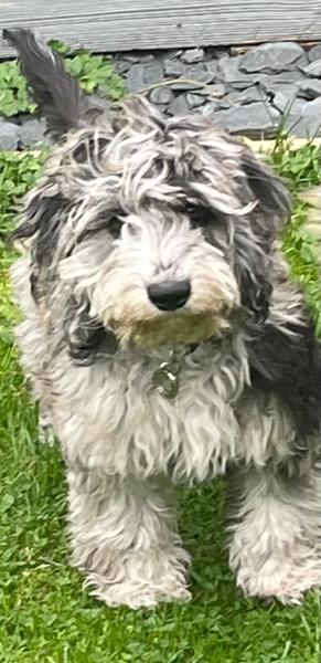 Puppy Complete Dry Superfood Clearance
