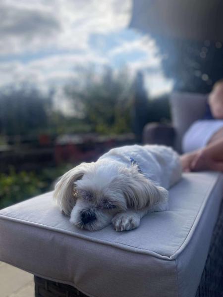 Great online pet drugs site