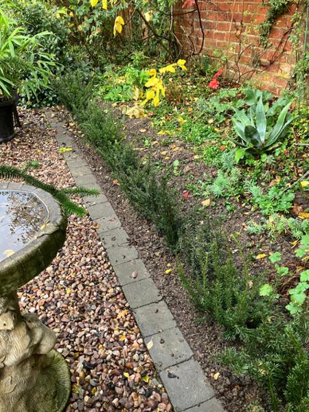 Bare root yew hedge