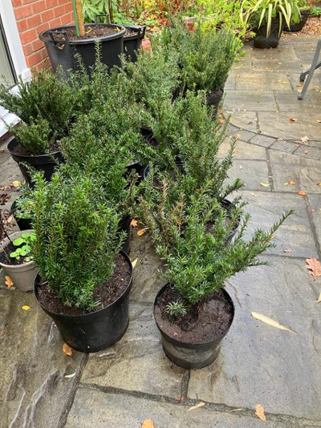 Bare root yew hedge
