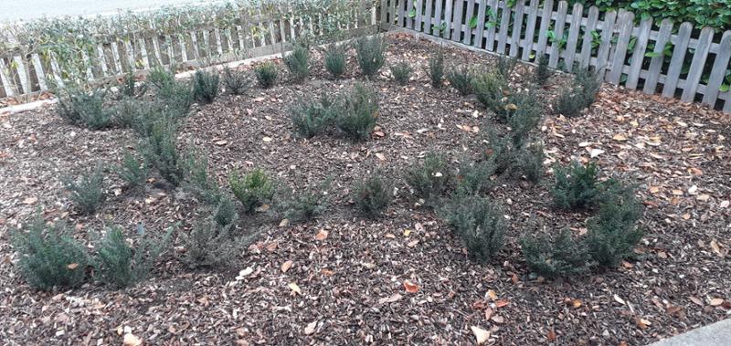 Yew plants