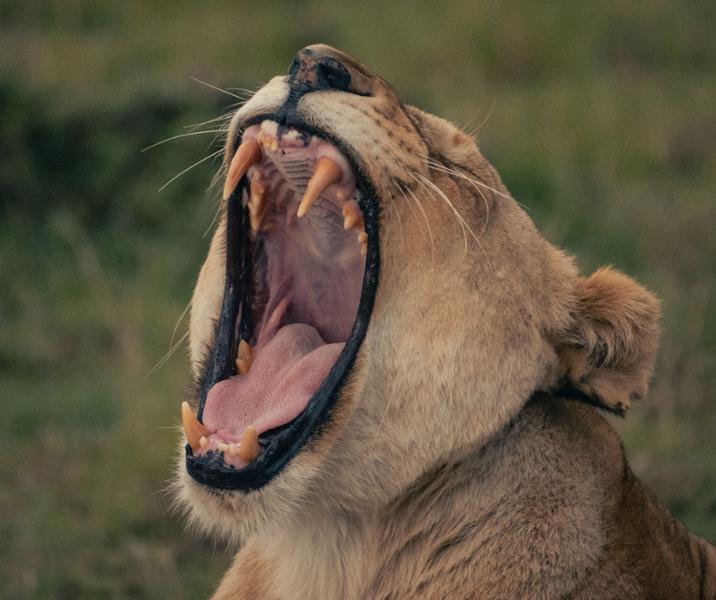 African Travel is the gold star standard for safari experiences