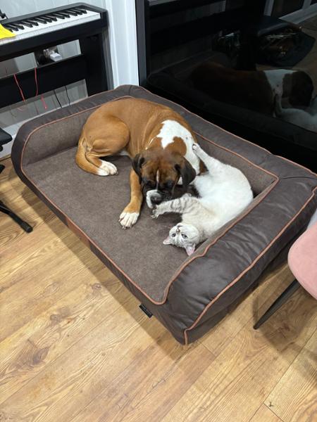Excellent dog beds