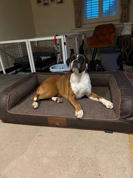Excellent dog beds