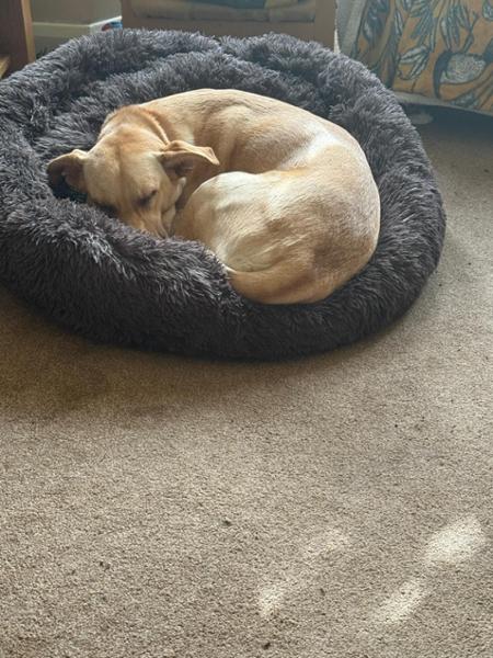 Happy Dog...  Loves the food and no more sensitive belly!