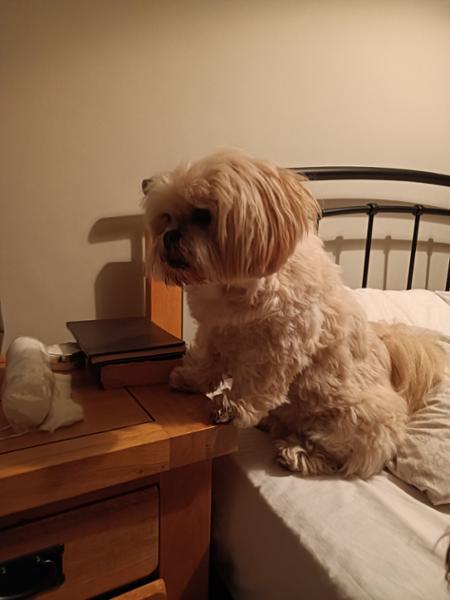 Dog has a happy tummy on Happy Dog