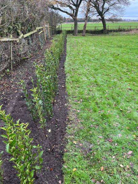 Excellent privet plants