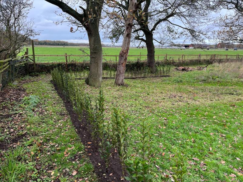 Excellent privet plants