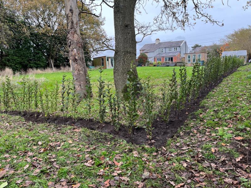 Excellent privet plants