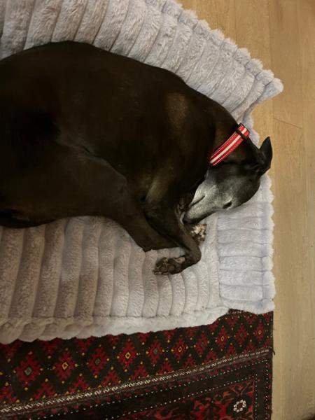 Great for whippets!