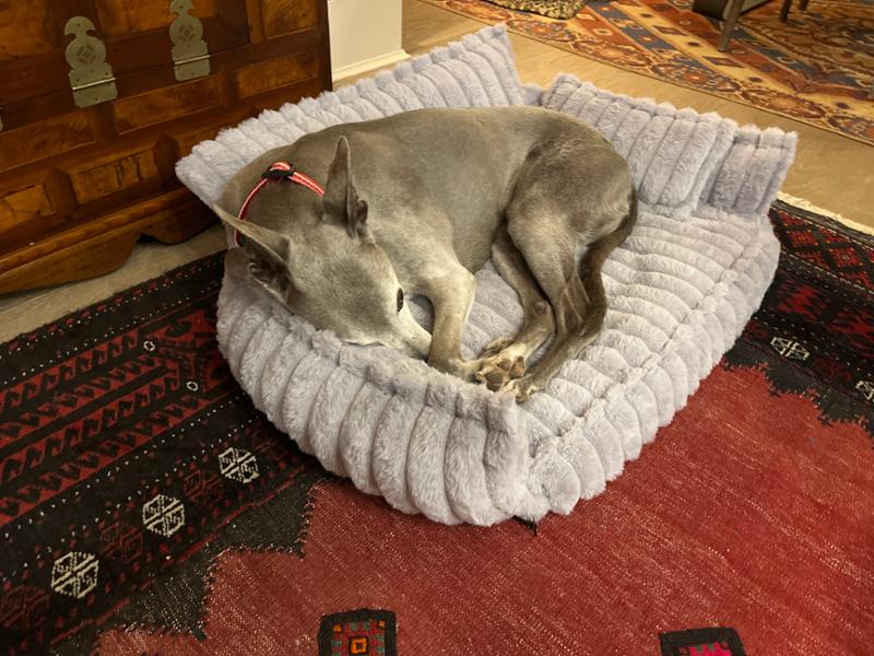 Great for whippets!