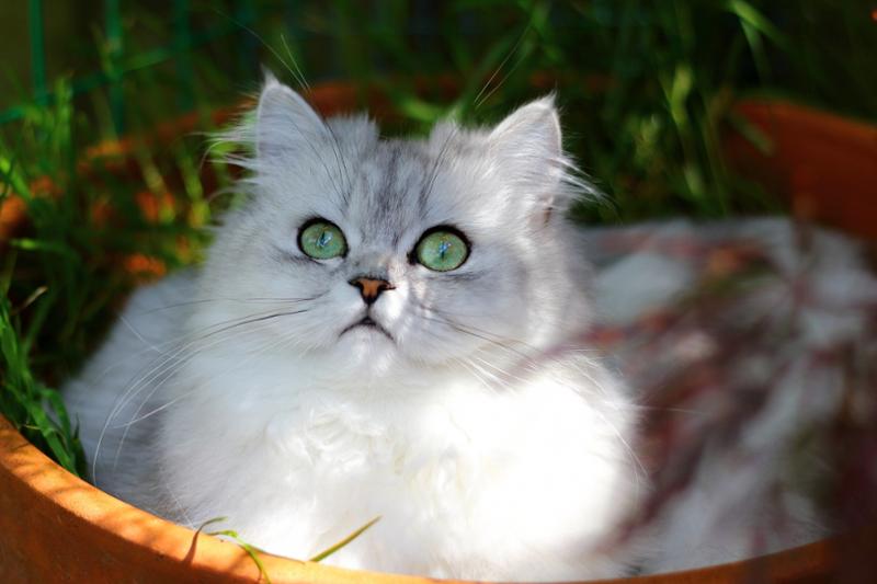 Country Game Dry Cat Food